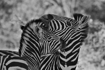 Fototapeta na wymiar Zebra fighting