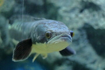 Channa micropeltes fish in aquarium