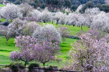 Obraz premium almendros en flor, finca de Aubenya, Algaida, mallorca. islas baleares, españa, europa