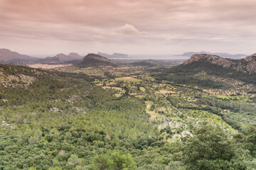 Valle de Colonya, pollen&ccedil;a, Sierra de Tramuntana, Mallorca,Islas Baleares,  Spain.