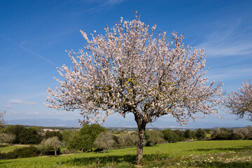Naklejka premium almendros en flor, finca de Mataescrita, Algaida, mallorca. islas baleares, españa, europa