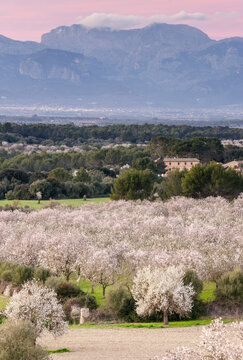 almendros en flor, finca de Aubenya, Algaida, mallorca. islas baleares, espa&ntilde;a, europa