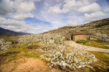 cerezos en flor -Prunus cerasus-, laderas de Piornal, valle del Jerte, Cáceres, Extremadura,...