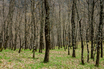 bosque caducifolio, reserva natural Garganta de los Infiernos, sierra de Tormantos, valle del Jerte, Cáceres, Extremadura, Spain, europa