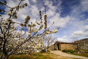 cerezos en flor -Prunus cerasus-, laderas de Piornal, valle del Jerte, Cáceres, Extremadura,...