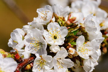 cerezos en flor -Prunus cerasus-, Jerte, valle del Jerte, Cáceres, Extremadura, Spain, europa
