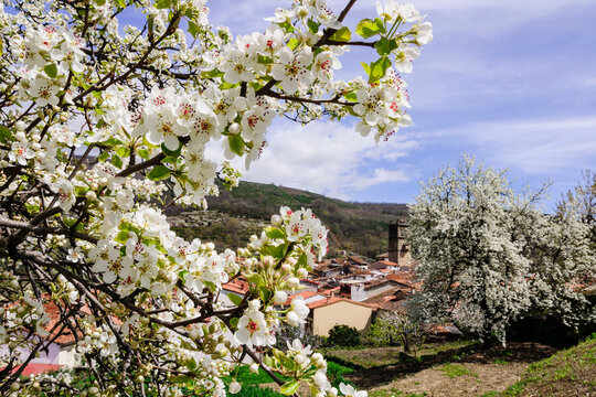 cerezos en flor, Garganta De La Olla, valle del Ti&eacute;tar,La Vera, C&aacute;ceres, Extremadura, Spain, europa