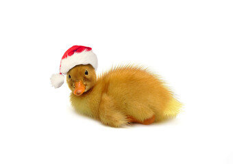 Cute yellow small duckling wearing red Santa hat isolated, Christmas and New Year concept