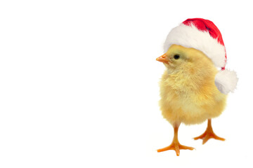 Cute little chick in red Santa hat isolated on white background, Christmas concept