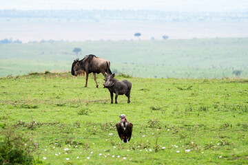 Beautiful landscape of a warthog, vulture and wildebeest on the grass in the Masai Mara national reserve in Kenya, Africa