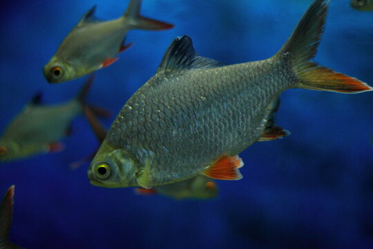 Barbonymus schwanenfeldi fish in aquarium