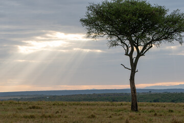 Fototapeta na wymiar Beautiful landscape with sunbeams and cloudy with an acacia in the plain of the Masai Mara national reserve, in Kenya, Africa