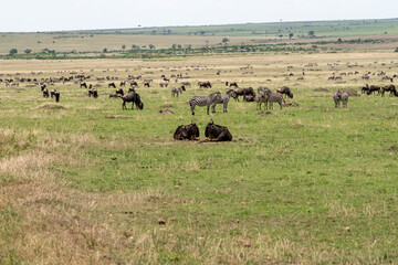 Beautiful landscape with groups of wildebeest and zebra in the masai mara national reserve, Kenya, Africa
