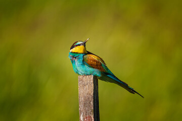The European bee-eater (Merops apiaster) is a near passerine bird in the bee-eater family, Meropidae. It breeds in southern Europe and in parts of north Africa and western Asia. 