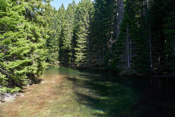 The blue river flowing through the forest between the fir trees in Zabljak, Montenegro. High quality photo