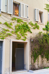 Fototapeta na wymiar The Green Creeper Plant on a wall of house. Background. High quality photo