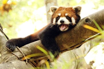 Endangered Red Panda or Ailurus fulgens