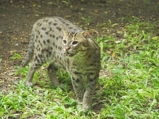 Vulnerable Fishing Cat or Prionailurus viverrinus
