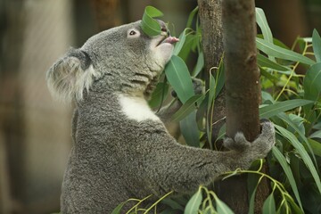 Vulnerable Koala or Phascolarctos cinereus