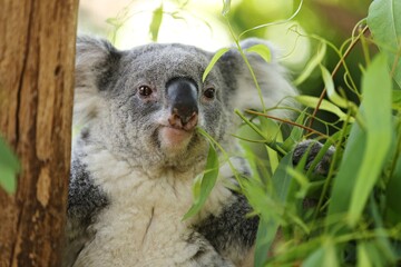 Vulnerable Koala or Phascolarctos cinereus