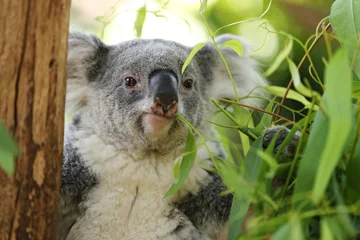 Keuken spatwand met foto Vulnerable Koala or Phascolarctos cinereus © Yhamdee studios 