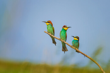 The European bee-eater (Merops apiaster) is a near passerine bird in the bee-eater family, Meropidae. It breeds in southern Europe and in parts of north Africa and western Asia. 