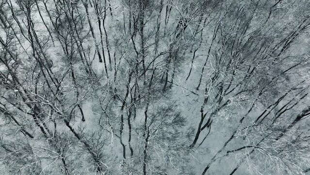 Beautiful landscape of frozen tree branches. Winter forest from a bird's eye view. The snowy ground and trees without leaves are. Top view of a winter landscape in the forest.