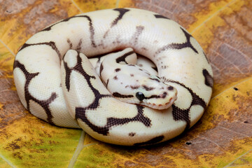 Ball Python Morph are the most popular pet snake. Baby Ball Python Morph on a leaf.