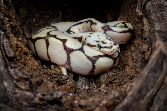 Ball Python Morph are the most popular pet snake. Baby Ball Python Morph in wood hole.