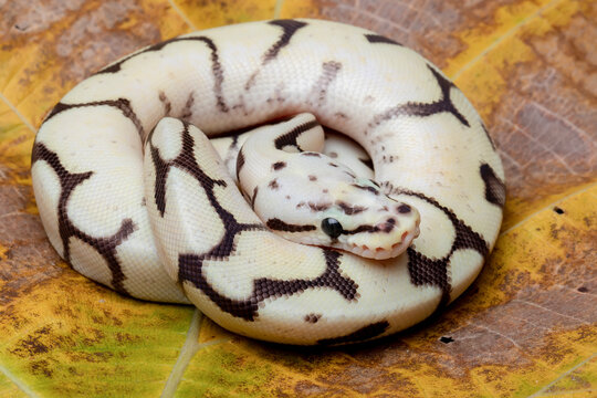Python Regius
