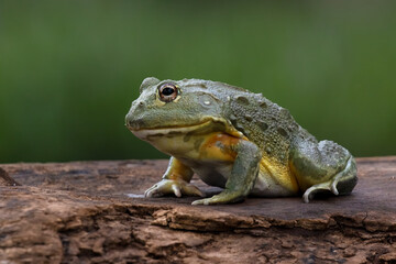 The African Giant Bullfrog (Pyxicephalus adspersus) is the world's second largest species of frog...