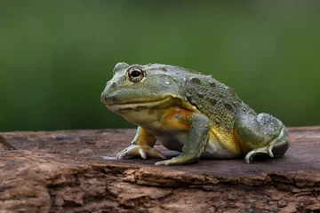 Fototapeten The African Giant Bullfrog (Pyxicephalus adspersus) is the world's second largest species of frog after the goliath frog. © Lauren