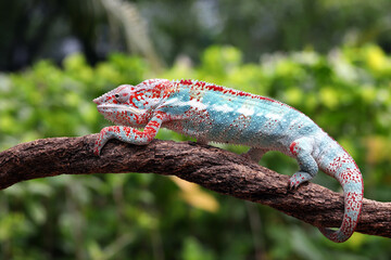 Beautiful male Panther Chameleon (Furcifer pardalis) showing the multicolor. © Lauren