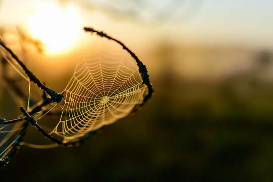 spider web against sunrise in swamp with fog, spider web trap,.spider web in the pine forest, spider kingdom in the swamp