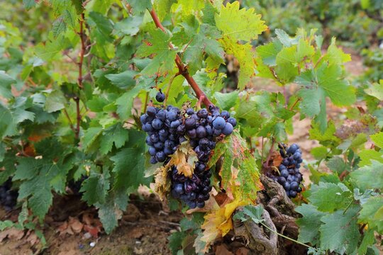 French wine region Corbieres