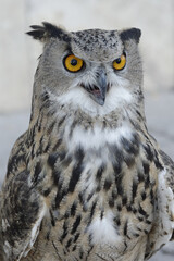 Eagle owl (Bubo Bubo), Portrait, Turkistan, South region, Kazakhstan