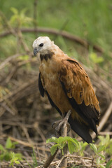 Black-collared Hawk (Busarellus nigricollis), Pantanal, Mato Grosso, Brazil