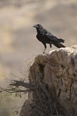 Large-Billed crow (Corvus macrorhynchos), Ranthambore National Park, Rajasthan, India