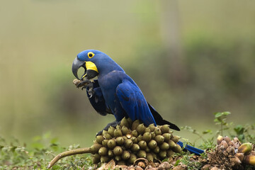 Hyacinth Maca (Anodorhynchus hyacinthinus); Pantanal, Mato Grosso, Brazil