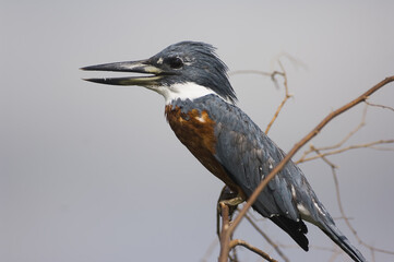 Ringed Kingfisher (Megaceryle torquata); Pantanal, Mato Grosso, Brazil