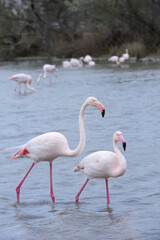 Greater Flamingo (Phoenicopterus roseus), Saintes Maries de la mer, Camargue, France
