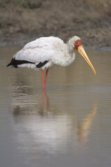 Yellow-billed Stork (Mycteria ibis), Masai Mara, Kenya, Africa,