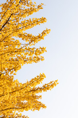 Crown of ginkgo tree with bright yellow leaves on sky. Bottom view. Autumn background with copy...