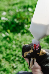 Crop person feeding little goat with milk on farm