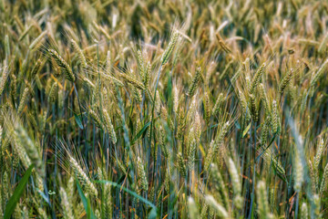 Many ear of green barley in field.