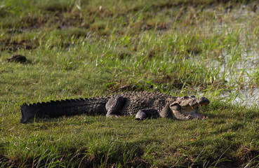 Crocodile with its mouth open basking in the sun; crocodiles resting; mugger crocodile from Sri Lanka	
