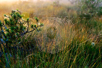 spider web against sunrise in swamp with fog, spider web trap,.spider web in the pine forest,...