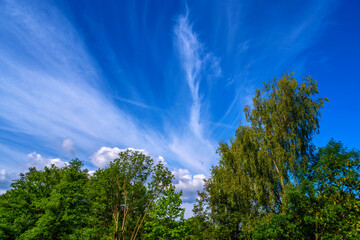 Obraz premium Green tree crown and blue sky with veil cloud in summer.