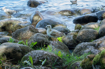 Birds sitting on stones by the bay