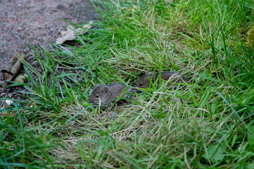 Two little mice in the grass